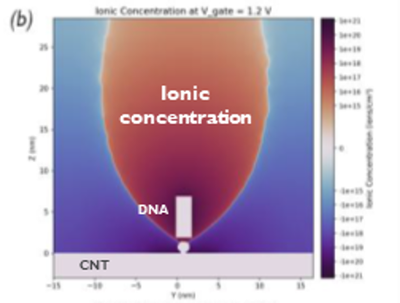 Simulated Ionic screening in a DNA CNT bioFET